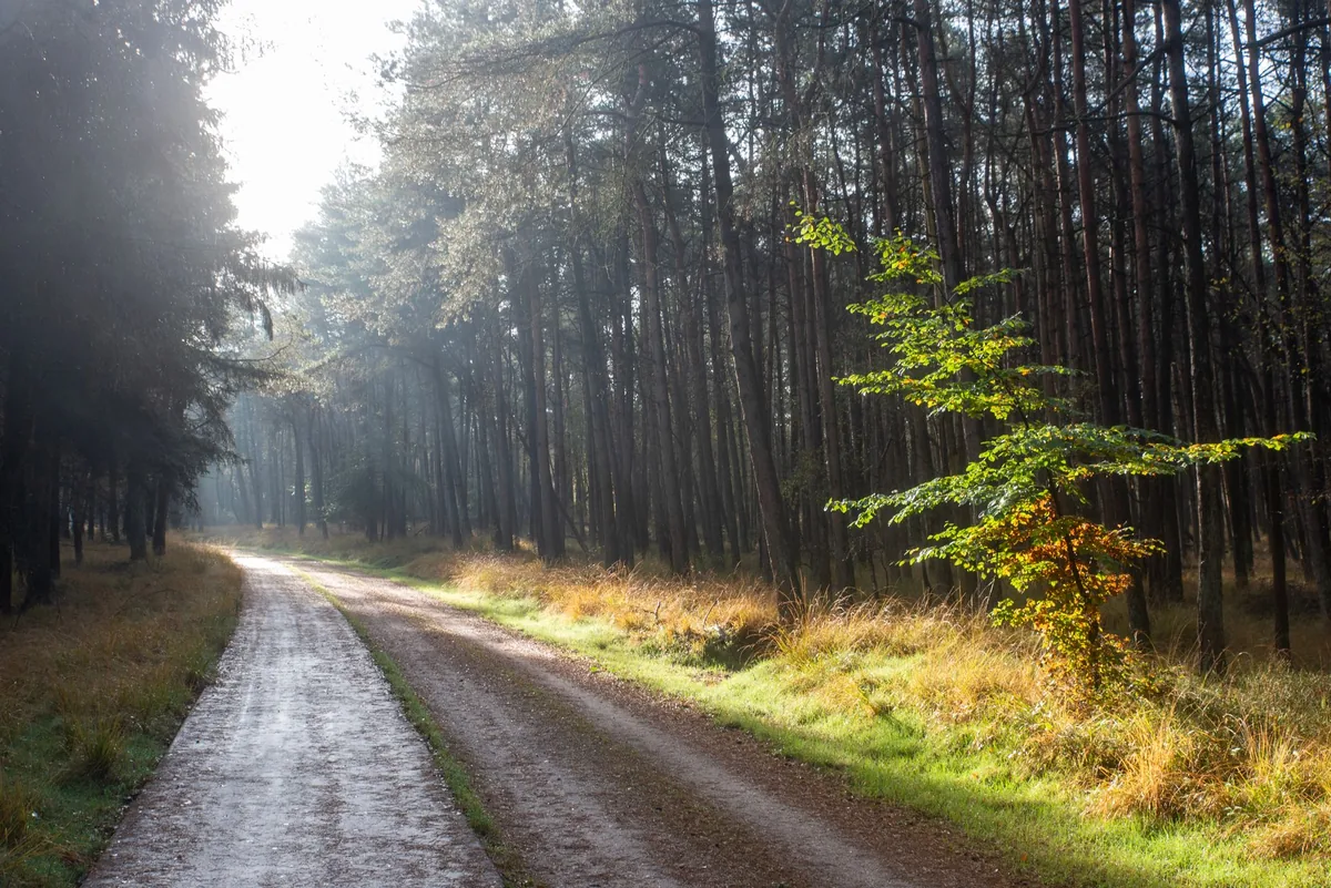 Trauma-focused CBT — a calm, everyday scene